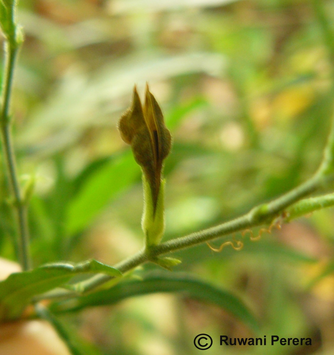 Rhinacanthus flavovirens Amaras. & Wijes.